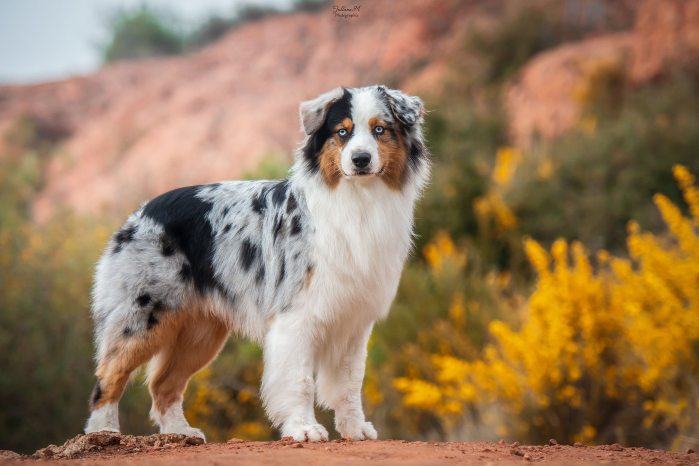 Oh Lindt Boe Of surf paradise