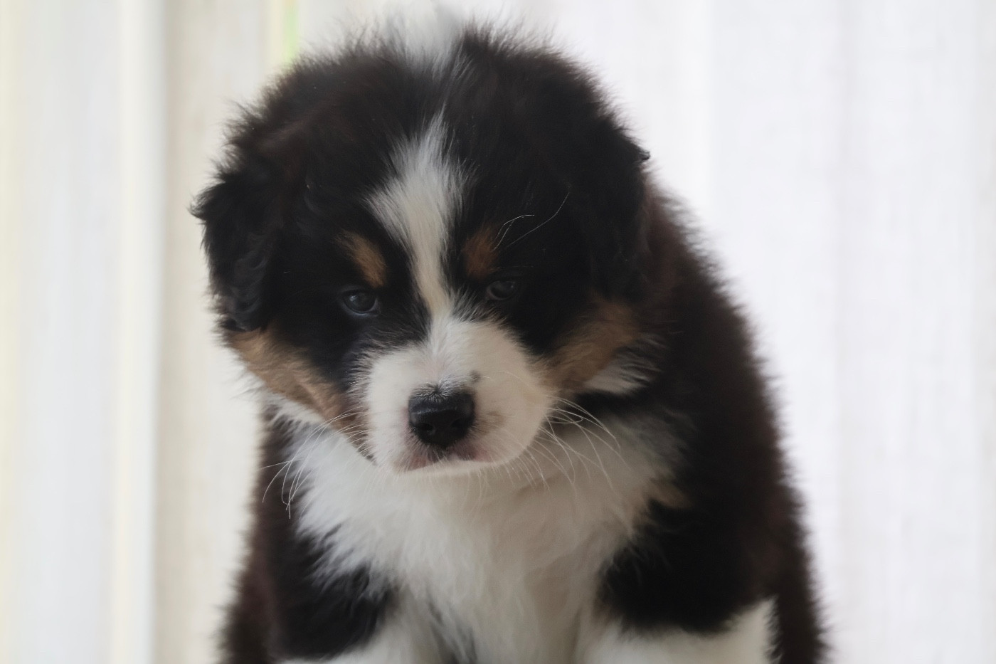 Louvaloun - Chiots disponibles - Berger Australien