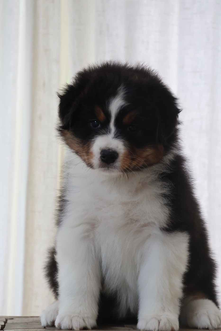 Louvaloun - Chiots disponibles - Berger Australien