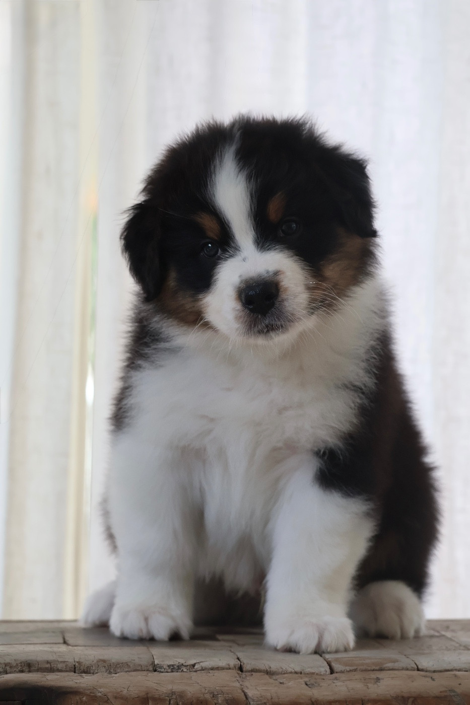 Louvaloun - Chiots disponibles - Berger Australien