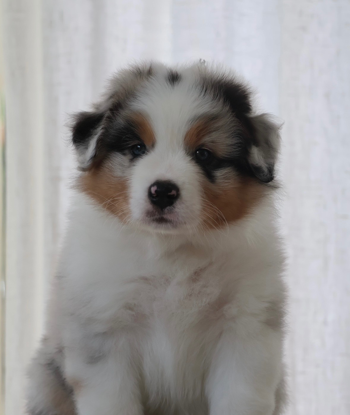 Louvaloun - Chiots disponibles - Berger Australien