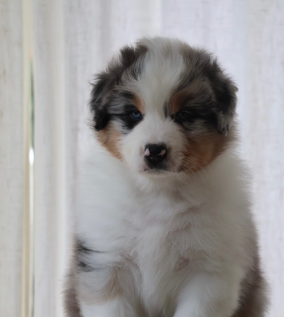Louvaloun - Chiots disponibles - Berger Australien