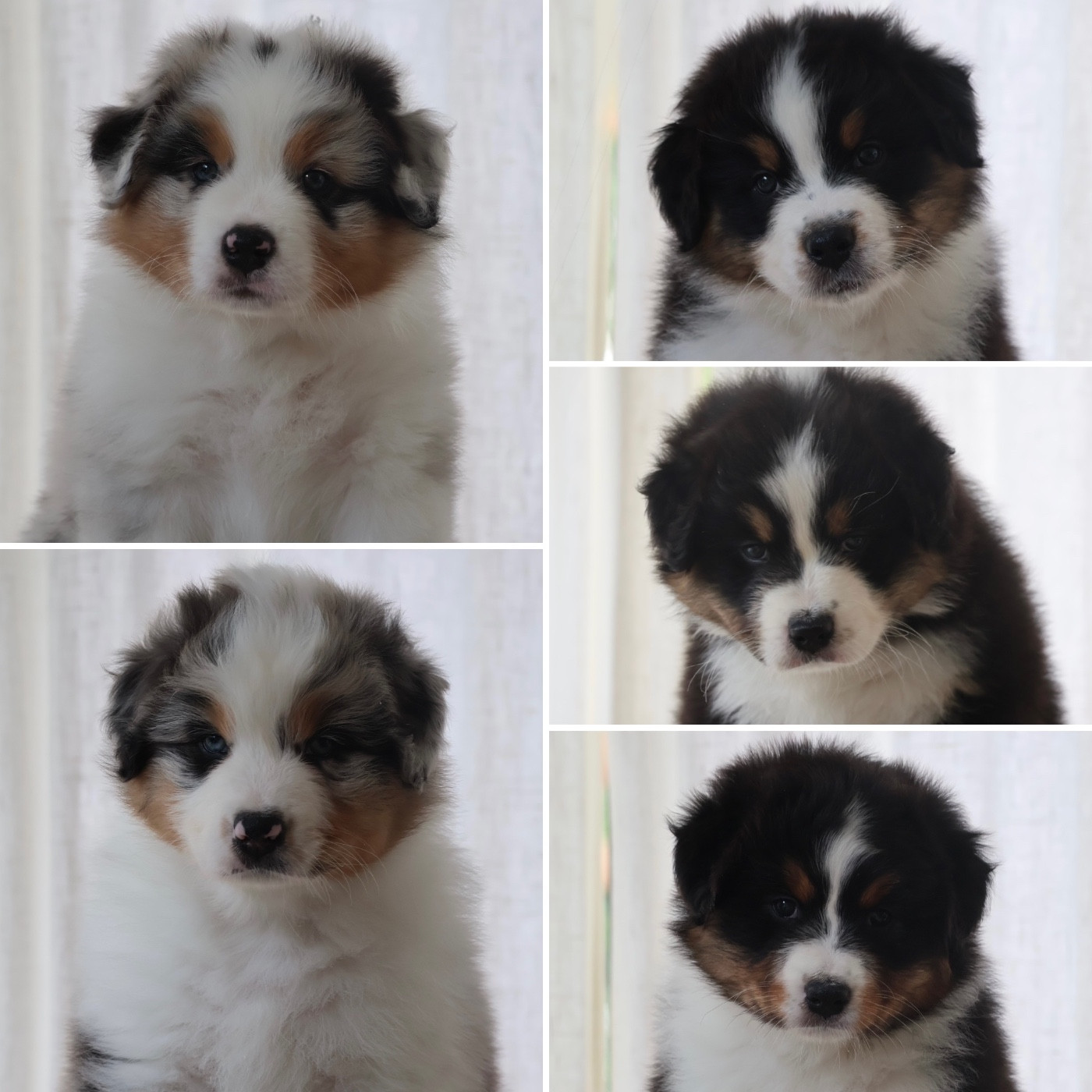 Chiot Berger Australien Louvaloun