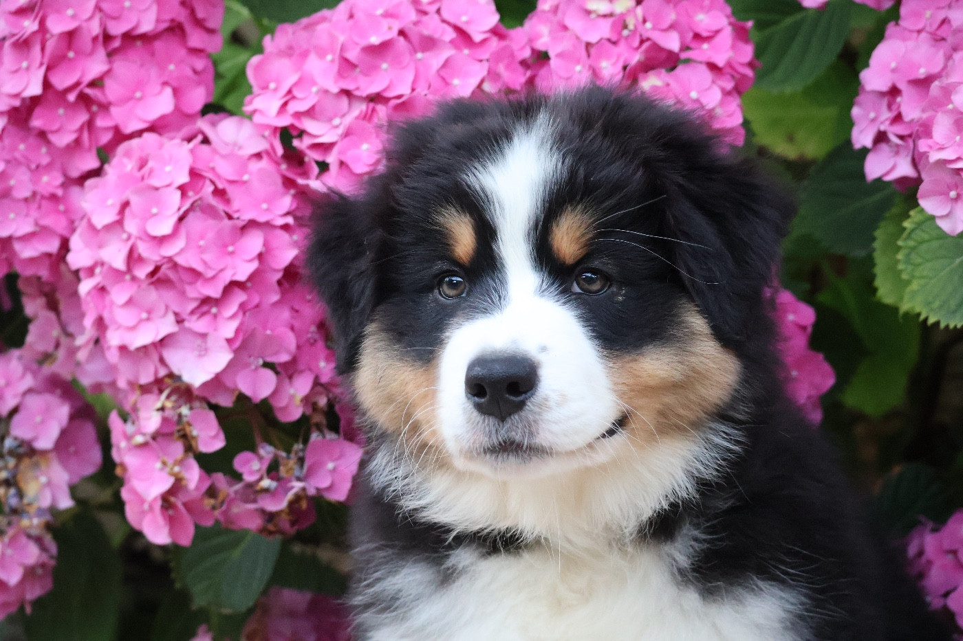 Louvaloun - Chiots disponibles - Berger Australien