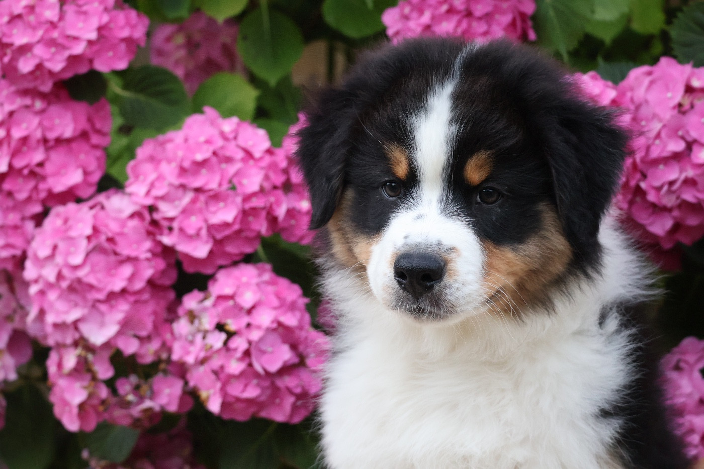 Louvaloun - Chiots disponibles - Berger Australien